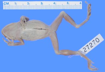 Media type: image; Herpetology A-27270